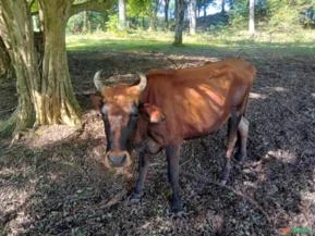 Vacas e Novilhas Girolando