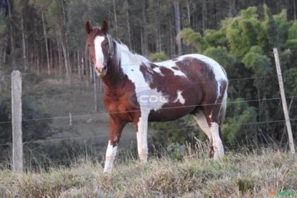 Fazenda  com Pista de Pouso em Marília SP