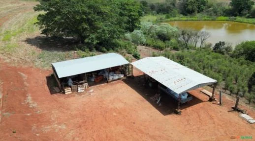 Fazenda com 73 alqueires paulista à venda em Timburi - SP