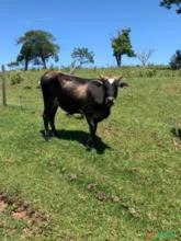 Vaca Guirolanda Enxertada primeira cria
