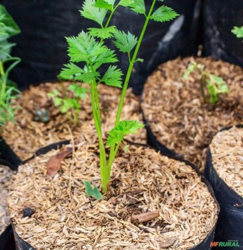 Casca de Arroz Carbonizada 1 Litro Imagem Casca de Arroz Carbonizada 1 Litro