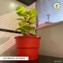 Vaso Autoirrigável Plantas Escrita Trem Bão - Coleção Mineirice - Preto -  COLOR: Marrom