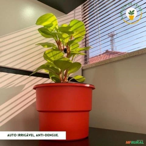 Vaso Autoirrigável Plantas Escrita Trem Bão - Coleção Mineirice - Preto -  COLOR: Verde escuro