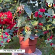 Vaso Autoirrigável Plantas Escrita Povo Arretado - Coleção I Love Nordeste Vermelho -  COLOR: Vermelho