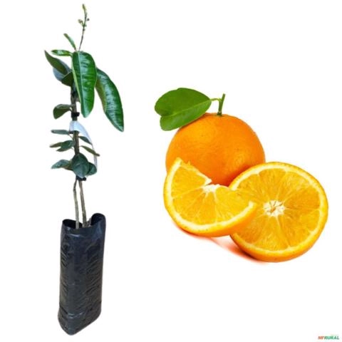 Muda Cítrica Enxertada Produzindo Laranja Açúcar 75cm Imagem Muda Cítrica Enxertada Produzindo Laranja Açúcar 75cm