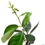 Muda Cítrica Enxertada Produzindo Laranja Açúcar 75cm Imagem Muda Cítrica Enxertada Produzindo Laranja Açúcar 75cm