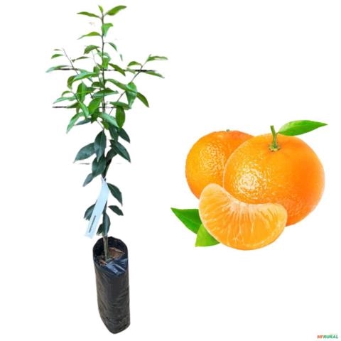 Muda Cítrica Enxertada Produzindo Tangerina Montenegrina 75cm Imagem Muda Cítrica Enxertada Produzindo Tangerina Montenegrina 75cm