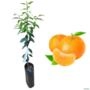 Muda Cítrica Enxertada Produzindo Tangerina Montenegrina 75cm Imagem Muda Cítrica Enxertada Produzindo Tangerina Montenegrina 75cm