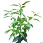 Muda Cítrica Enxertada Produzindo Tangerina Montenegrina 75cm Imagem Muda Cítrica Enxertada Produzindo Tangerina Montenegrina 75cm