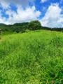 Vendo fazenda no Sul da Bahia, 160 Hectares