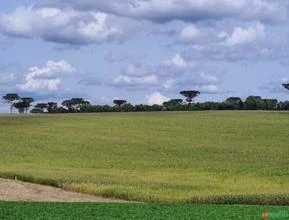 Fazenda com 41 hectares - Chapecó - SC