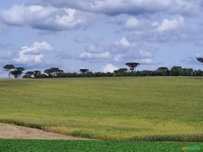 Fazenda com 41 hectares - Chapecó - SC