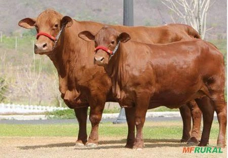 BOTIJÃO GENÉTICA SENEPOL DA GRAMA Imagem BOTIJÃO GENÉTICA SENEPOL DA GRAMA