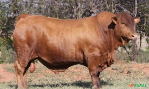 Imagem BOTIJÃO GENÉTICA SENEPOL DA GRAMA Imagem BOTIJÃO GENÉTICA SENEPOL DA GRAMA