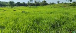 Fazenda com 372 Hectares para pecuário no Tocantins