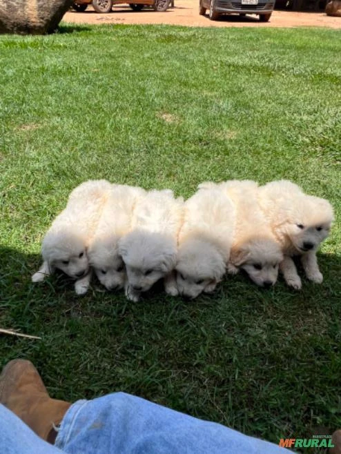 Filhotes de Cães Pastor Maremano Puro