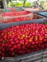 Acerola in natura