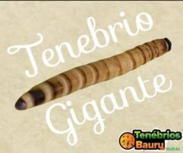 Tenébrio Gigante