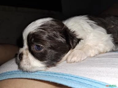 Filhote de shih tzu