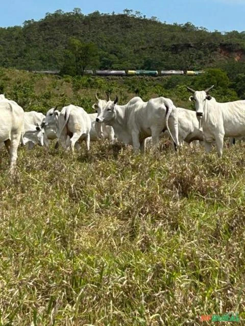 Fazenda no Alto Araguaia