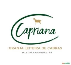 Cabrito Saanen Capriana