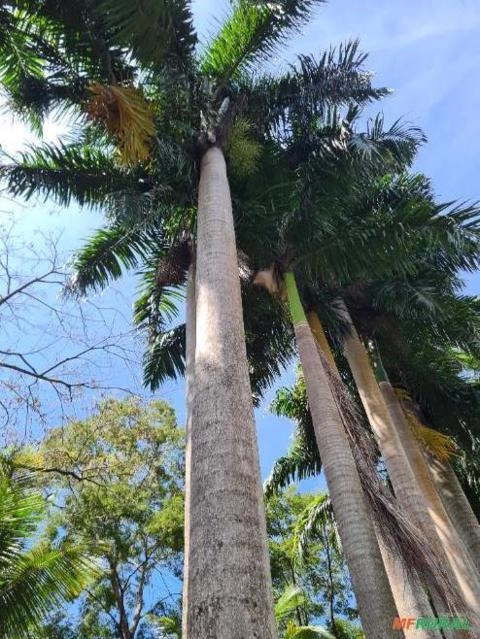 Palmeira imperial Imagem Palmeira imperial