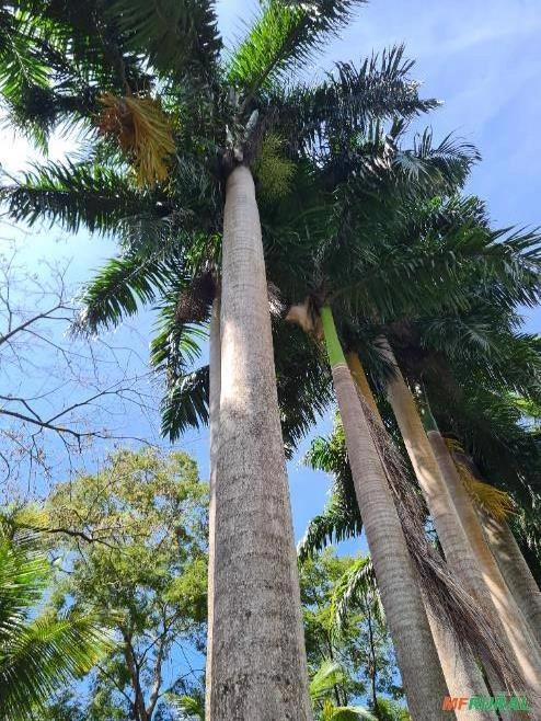 Palmeira imperial Imagem Palmeira imperial