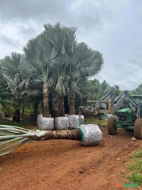 Palmeira Bismarckia Imagem Palmeira Bismarckia