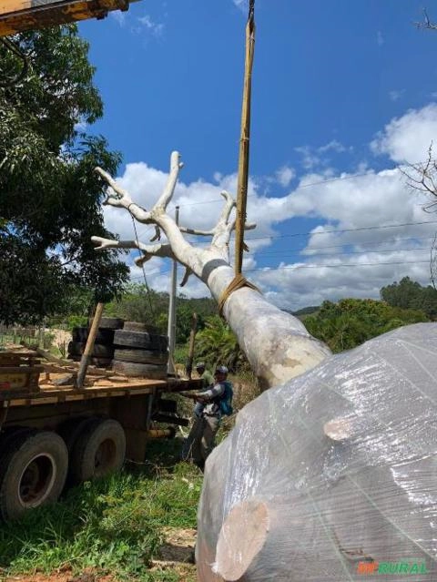 Pau ferro adulto Imagem Pau ferro adulto