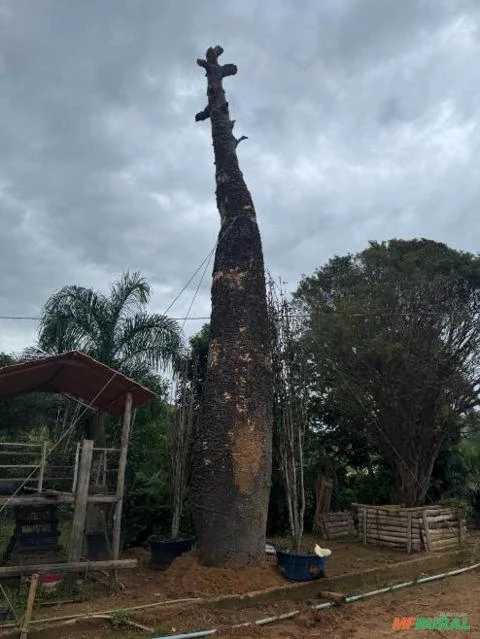 Baobás centenários
