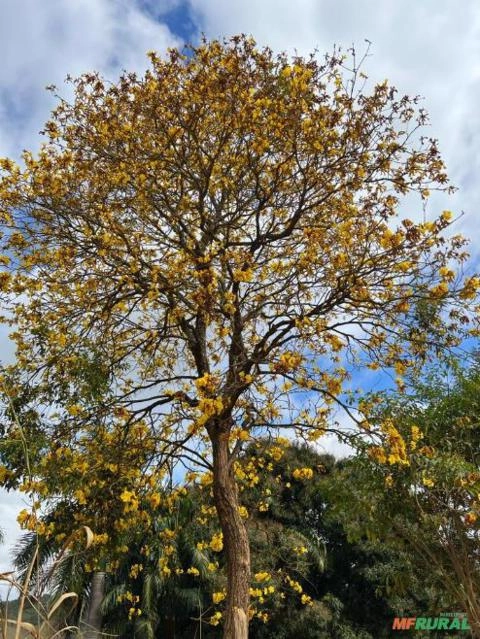 Ipe amarelo adulto serratifolio Imagem Ipe amarelo adulto serratifolio