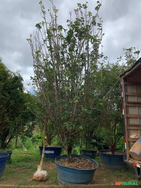 Pera adulta Imagem Pera adulta