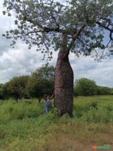 Baoba de 300 anos