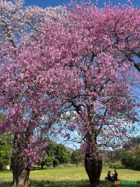 Paineira adulta Imagem Paineira adulta