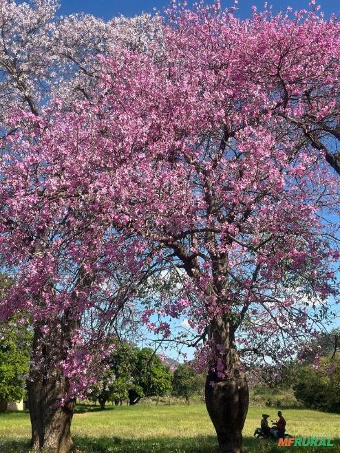 Paineira adulta Imagem Paineira adulta