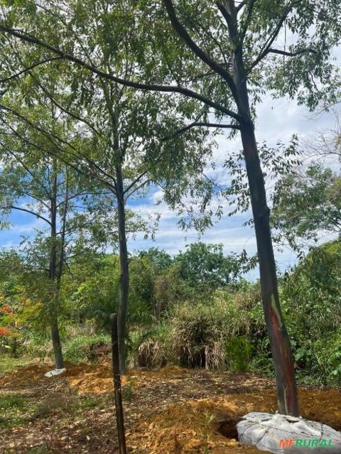 Eucalipto arco íris adulto Imagem Eucalipto arco íris adulto