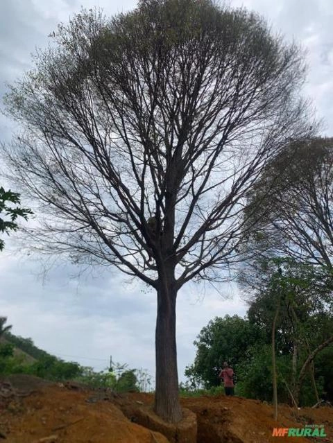Sapucaia adulta com 10 metros Imagem Sapucaia adulta com 10 metros