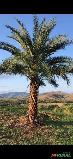 Tamareira (Phoenix dactylifera) Imagem Tamareira (Phoenix dactylifera)