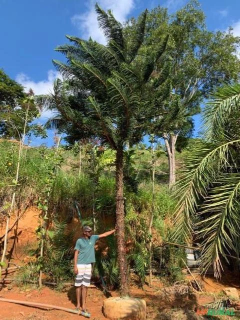 Araucárias adultas Imagem Araucárias adultas