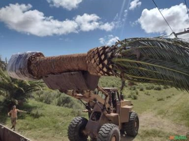 Tamareira canariensis Imagem Tamareira canariensis