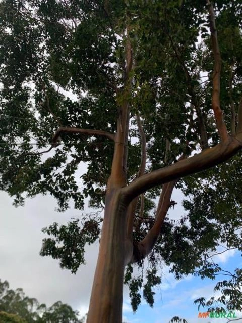 Pau mulato adulto Imagem Pau mulato adulto