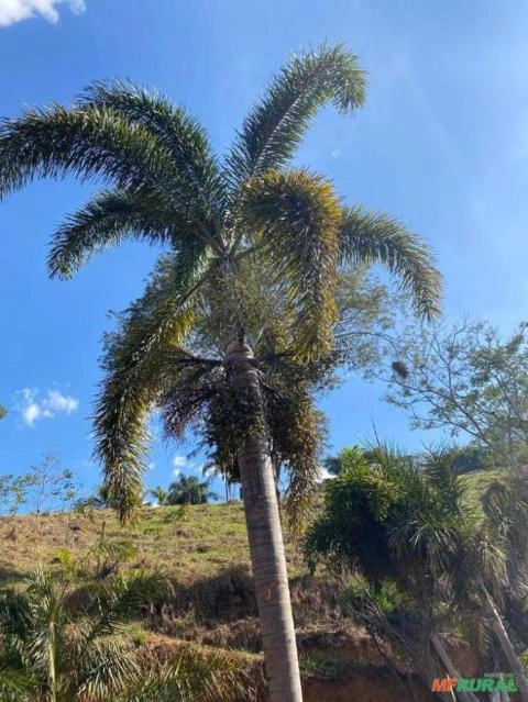 Rabo de raposa adulta Imagem Rabo de raposa adulta