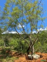 JACARANDÁ MIMOSO