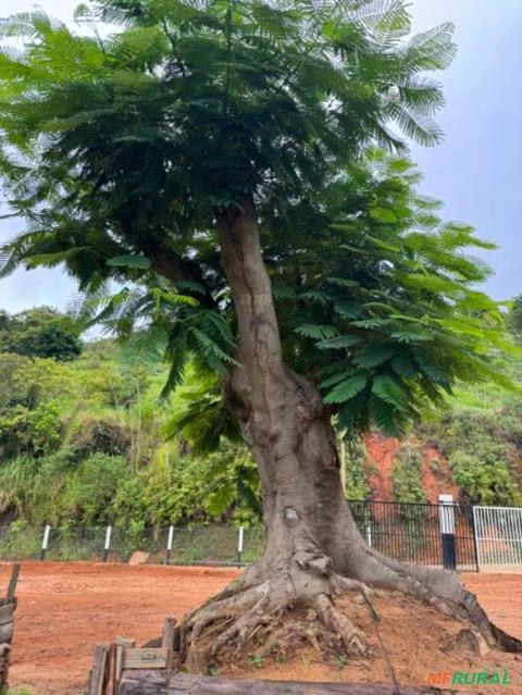 FLAMBOYANT CENTENÁRIO Imagem FLAMBOYANT CENTENÁRIO
