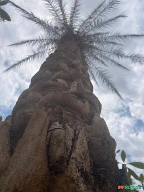 TAMAREIRA DACTYLIFERA MEDJOOL Imagem TAMAREIRA DACTYLIFERA MEDJOOL