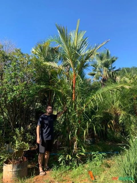 LACA VERMELHA Imagem LACA VERMELHA