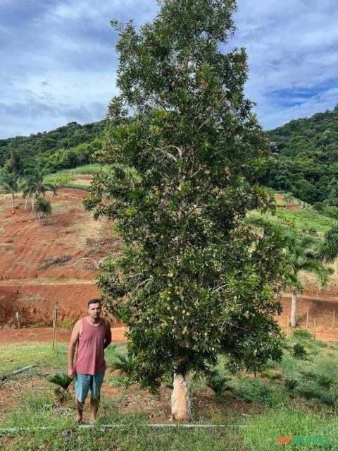 MELALEUCA OU ÁRVORE DE PAPEL Imagem MELALEUCA OU ÁRVORE DE PAPEL