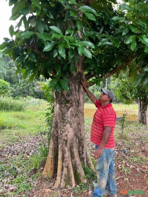 JAMBO CENTENÁRIO Imagem JAMBO CENTENÁRIO