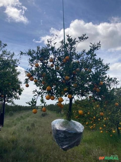 LIMÃO SICILIANO Imagem LIMÃO SICILIANO