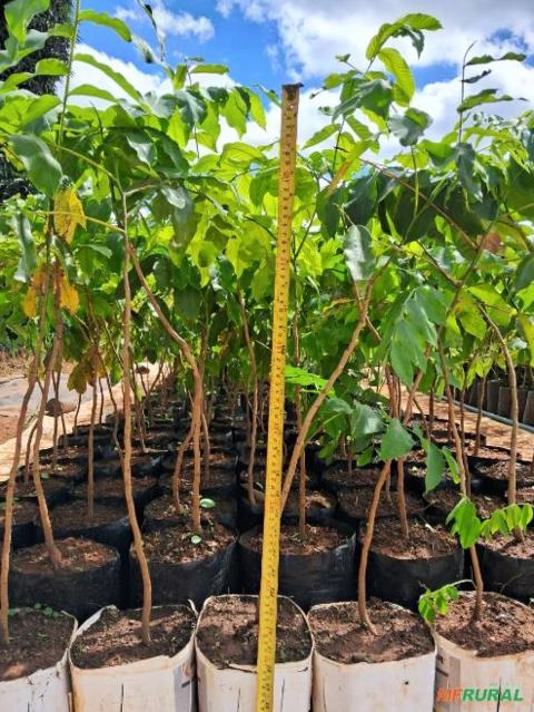 Imagem Mudas de Barú (Dipteryx alata) Imagem Mudas de Barú (Dipteryx alata)